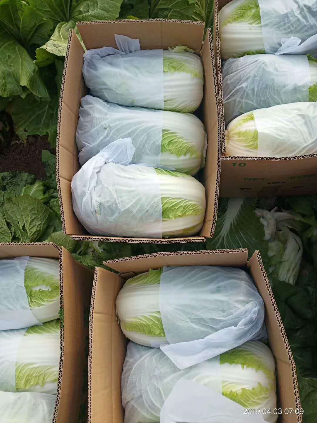 保鮮大白菜